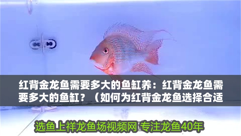 紅背金龍魚需要多大的魚缸養：紅背金龍魚需要多大的魚缸？（如何為紅背金龍魚選擇合適的魚缸）