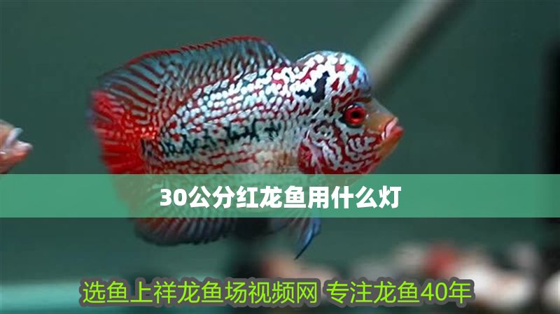 30公分紅龍魚用什么燈