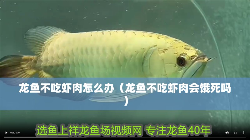 龍魚(yú)不吃蝦肉怎么辦（龍魚(yú)不吃蝦肉會(huì)餓死嗎） 龍魚(yú)不吃蝦肉怎么辦（龍魚(yú)不吃蝦肉會(huì)餓死嗎） 龍魚(yú)百科