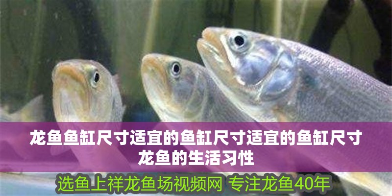 龍魚魚缸尺寸適宜的魚缸尺寸適宜的魚缸尺寸龍魚的生活習性