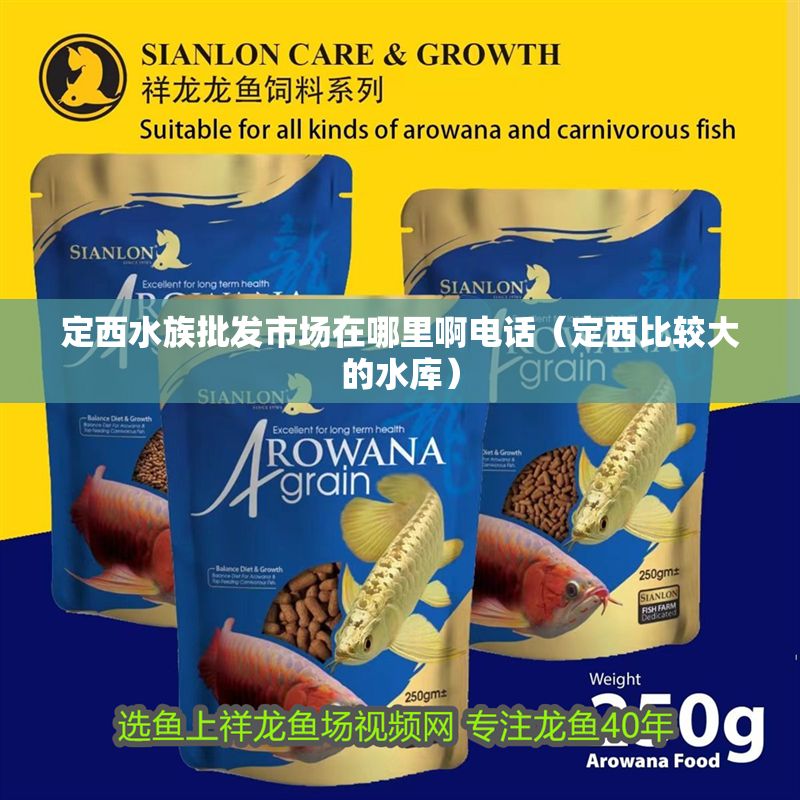 定西水族批發市場在哪里啊電話（定西比較大的水庫） 定西水族批發市場在哪里啊電話（定西比較大的水庫） 龍魚百科 第1張