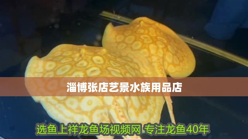 淄博張店藝景水族用品店