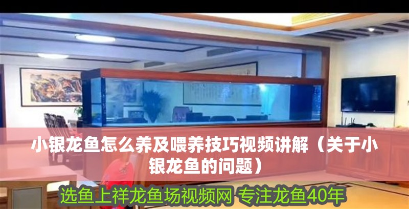 小銀龍魚怎么養及喂養技巧視頻講解（關于小銀龍魚的問題）