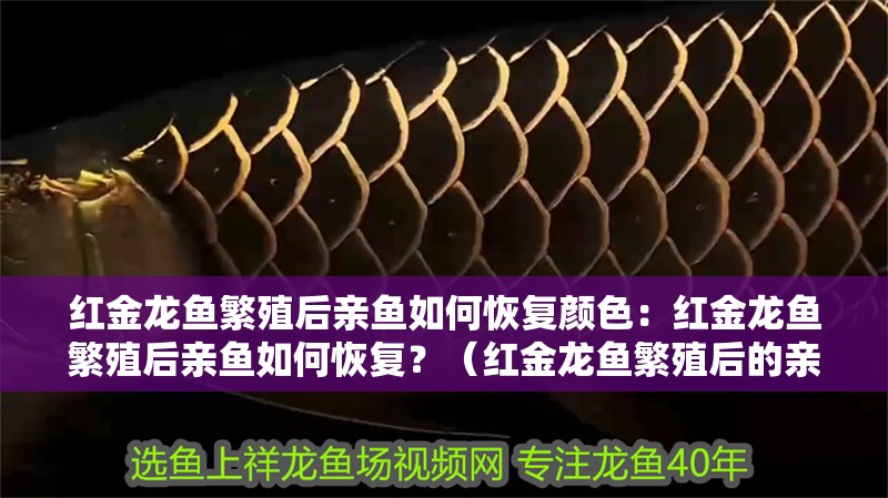 紅金龍魚繁殖后親魚如何恢復(fù)顏色：紅金龍魚繁殖后親魚如何恢復(fù)？（紅金龍魚繁殖后的親魚如何恢復(fù)，）