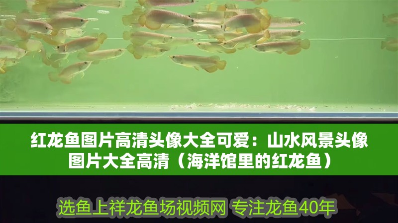 紅龍魚圖片高清頭像大全可愛：山水風(fēng)景頭像圖片大全高清（海洋館里的紅龍魚）