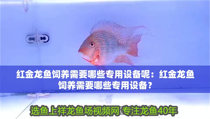 紅金龍魚飼養(yǎng)需要哪些專用設備呢：紅金龍魚飼養(yǎng)需要哪些專用設備？