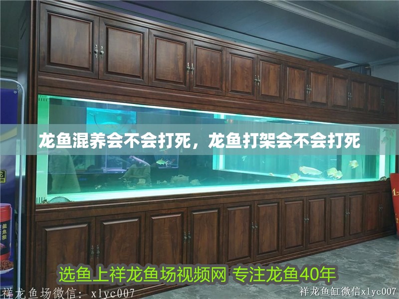 龍魚混養(yǎng)會(huì)不會(huì)打死，龍魚打架會(huì)不會(huì)打死