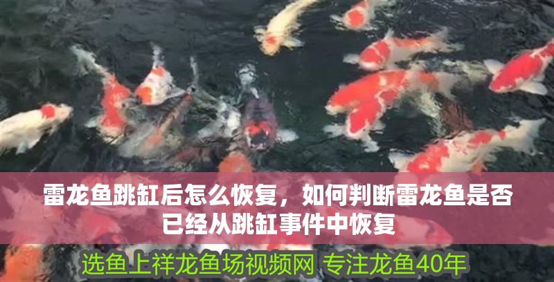雷龍魚跳缸后怎么恢復，如何判斷雷龍魚是否已經從跳缸事件中恢復
