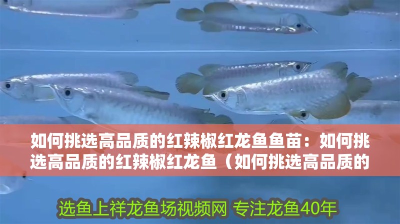 如何挑選高品質(zhì)的紅辣椒紅龍魚(yú)魚(yú)苗：如何挑選高品質(zhì)的紅辣椒紅龍魚(yú)（如何挑選高品質(zhì)的紅辣椒紅龍魚(yú)）