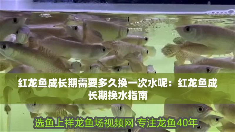 紅龍魚成長期需要多久換一次水呢：紅龍魚成長期換水指南