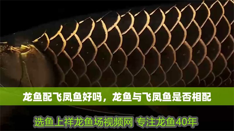 龍魚配飛鳳魚好嗎，龍魚與飛鳳魚是否相配
