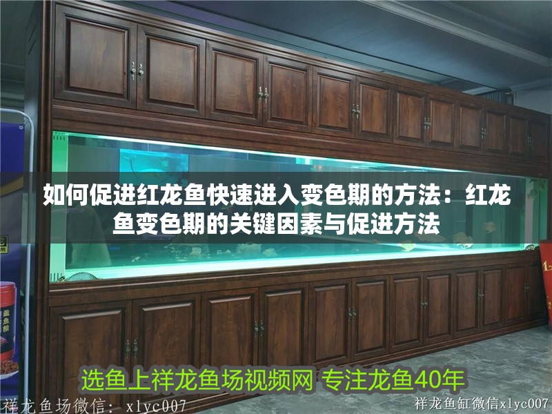 如何促進紅龍魚快速進入變色期的方法：紅龍魚變色期的關(guān)鍵因素與促進方法