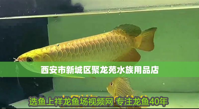 西安市新城區聚龍苑水族用品店 全國水族館企業名錄 第1張 西安市新城區聚龍苑水族用品店 西安市新城區聚龍苑水族用品店 全國水族館企業名錄 第1張