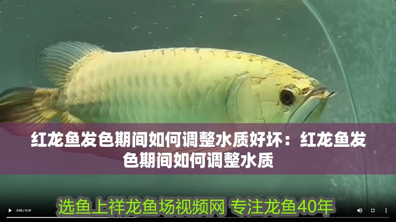 紅龍魚發(fā)色期間如何調(diào)整水質(zhì)好壞：紅龍魚發(fā)色期間如何調(diào)整水質(zhì)