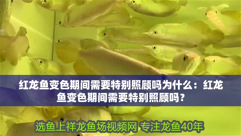 紅龍魚變色期間需要特別照顧嗎為什么：紅龍魚變色期間需要特別照顧嗎？