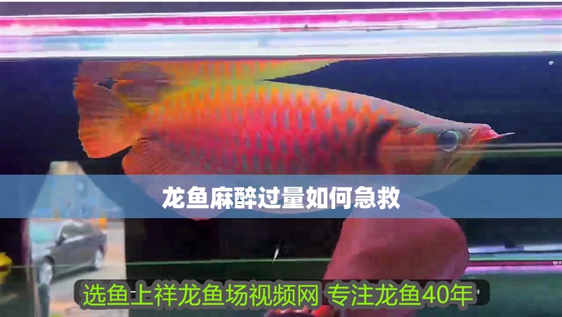 龍魚麻醉過量如何急救