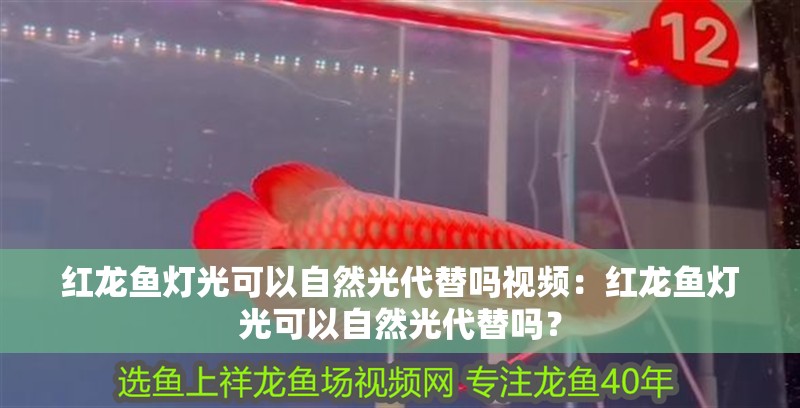 紅龍魚燈光可以自然光代替嗎視頻：紅龍魚燈光可以自然光代替嗎？