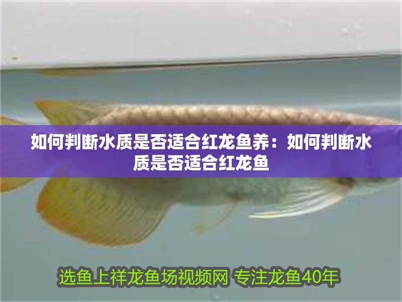 如何判斷水質是否適合紅龍魚養：如何判斷水質是否適合紅龍魚