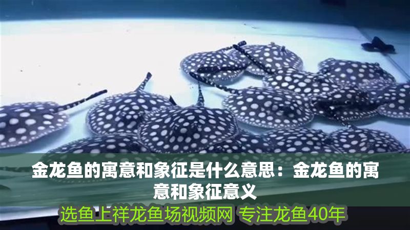 金龍魚的寓意和象征是什么意思：金龍魚的寓意和象征意義