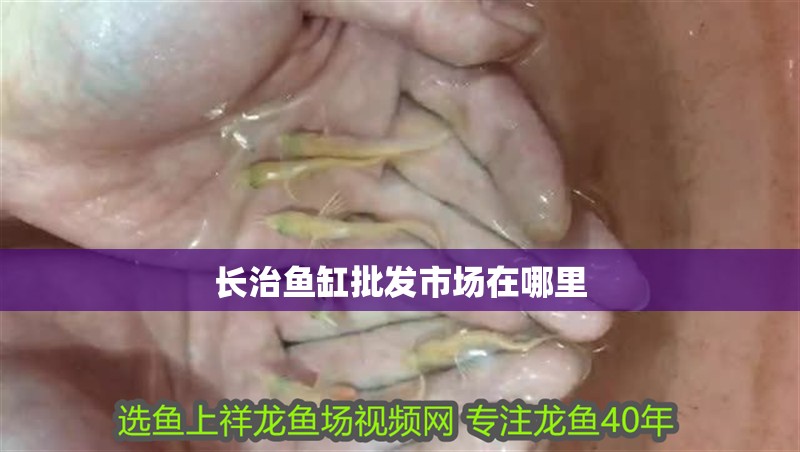 長治魚缸批發市場在哪里