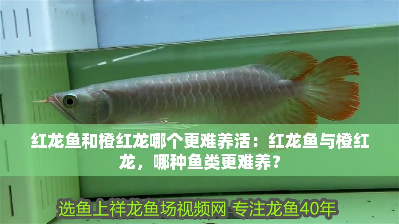 紅龍魚和橙紅龍哪個更難養活：紅龍魚與橙紅龍，哪種魚類更難養？