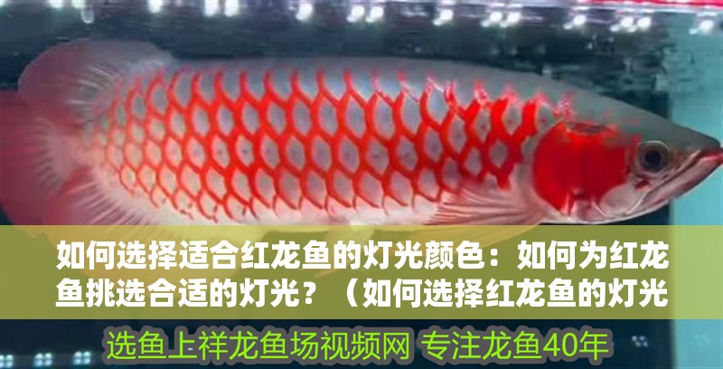 如何選擇適合紅龍魚的燈光顏色：如何為紅龍魚挑選合適的燈光？（如何選擇紅龍魚的燈光）