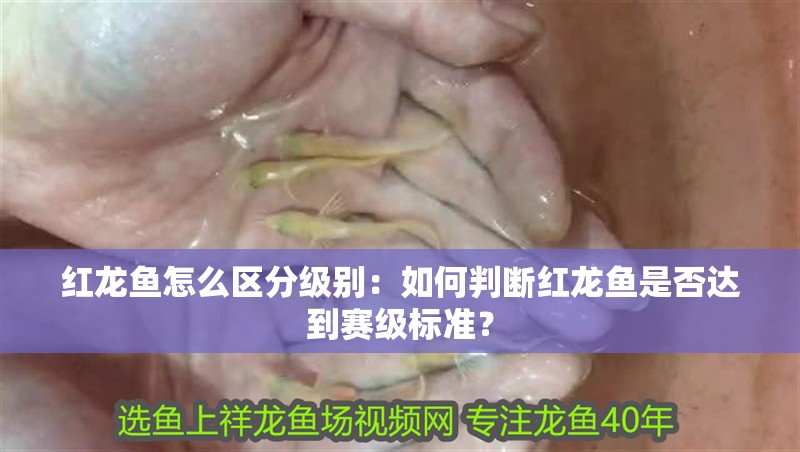 紅龍魚怎么區(qū)分級(jí)別：如何判斷紅龍魚是否達(dá)到賽級(jí)標(biāo)準(zhǔn)？