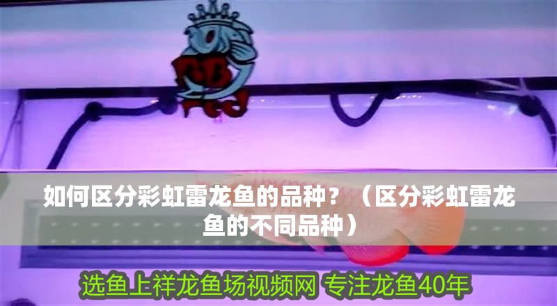 如何區(qū)分彩虹雷龍魚的品種？（區(qū)分彩虹雷龍魚的不同品種）