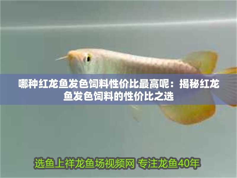 哪種紅龍魚發(fā)色飼料性價(jià)比最高呢：揭秘紅龍魚發(fā)色飼料的性價(jià)比之選
