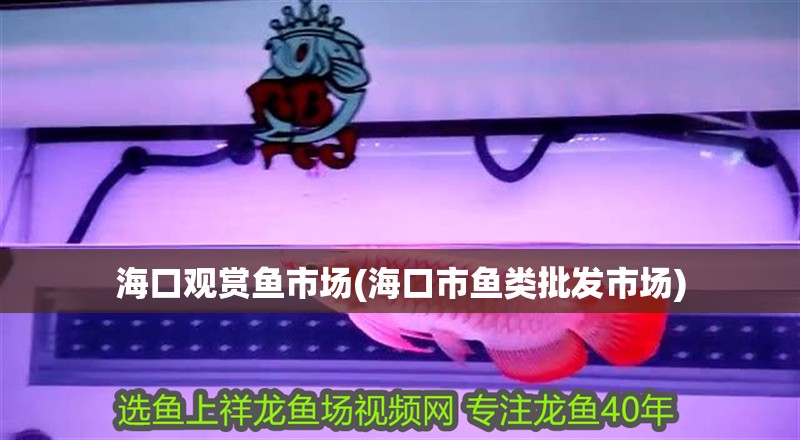 海口觀賞魚市場(海口市魚類批發市場)