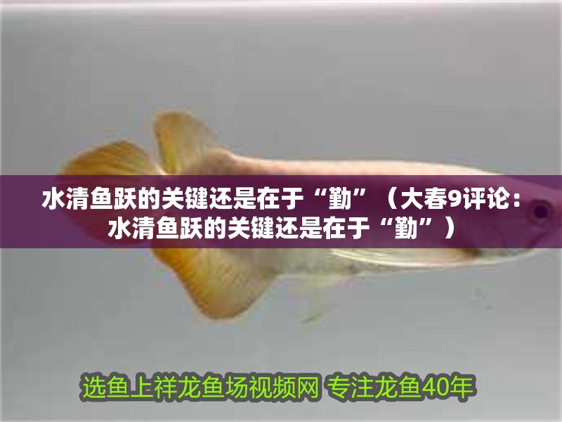 水清魚躍的關鍵還是在于“勤”（大春9評論：水清魚躍的關鍵還是在于“勤”）