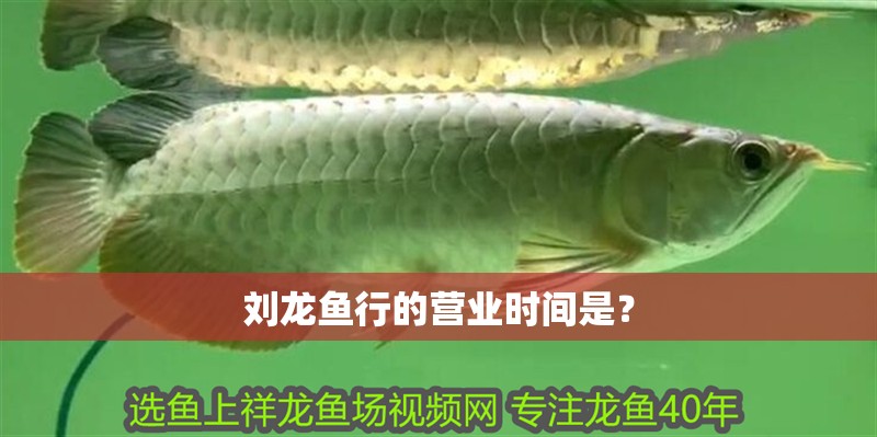 龍魚怕什么 劉龍魚行的營業(yè)時間是? 龍魚百科 劉龍魚行的營業(yè)時間是? 劉龍魚行的營業(yè)時間是? 龍魚百科