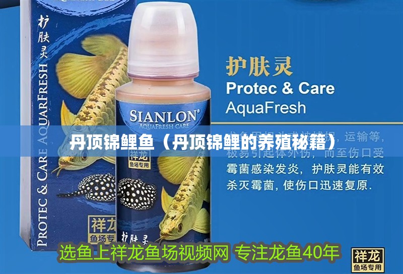 龍魚干蝦有營養嗎 丹頂錦鯉魚(丹頂錦鯉的養殖秘籍) 觀賞魚百科 丹頂錦鯉魚(丹頂錦鯉的養殖秘籍) 丹頂錦鯉魚(丹頂錦鯉的養殖秘籍) 觀賞魚百科