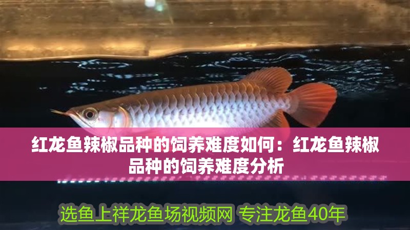 紅龍魚(yú)辣椒品種的飼養(yǎng)難度如何：紅龍魚(yú)辣椒品種的飼養(yǎng)難度分析