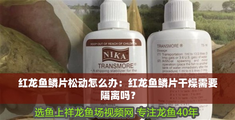 紅龍魚鱗片松動怎么辦：紅龍魚鱗片干燥需要隔離嗎？