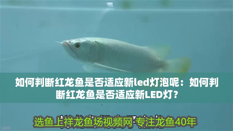 如何判斷紅龍魚(yú)是否適應(yīng)新led燈泡呢：如何判斷紅龍魚(yú)是否適應(yīng)新LED燈？