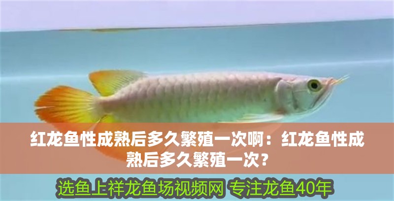 紅龍魚性成熟后多久繁殖一次啊：紅龍魚性成熟后多久繁殖一次？