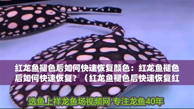 紅龍魚褪色后如何快速恢復顏色：紅龍魚褪色后如何快速恢復？（紅龍魚褪色后快速恢復紅龍魚顏色的關鍵步驟是什么）