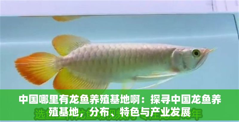 中國哪里有龍魚養殖基地啊：探尋中國龍魚養殖基地，分布、特色與產業發展