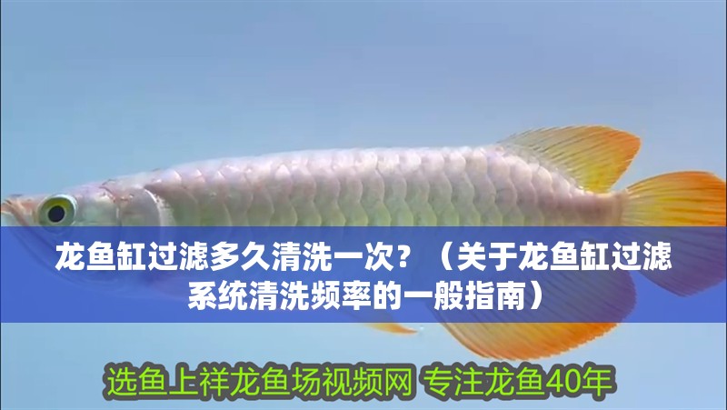 龍魚缸過濾多久清洗一次？（關(guān)于龍魚缸過濾系統(tǒng)清洗頻率的一般指南）