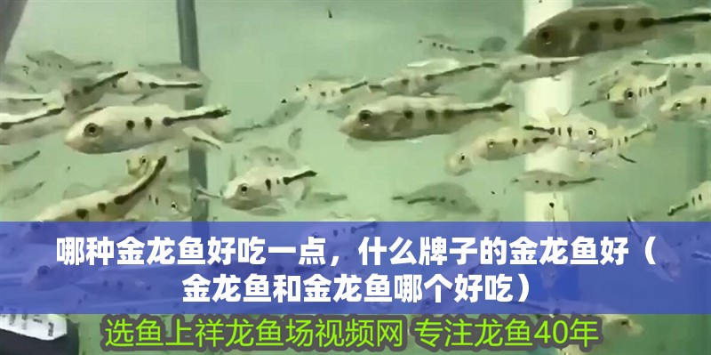 哪種金龍魚好吃一點，什么牌子的金龍魚好（金龍魚和金龍魚哪個好吃）