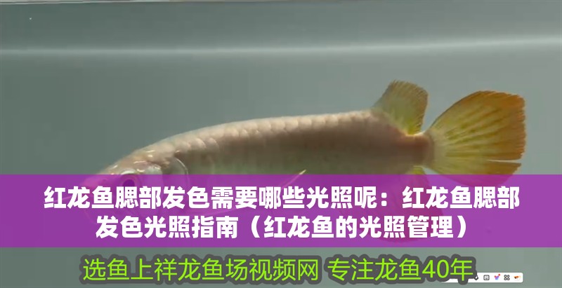 紅龍魚腮部發(fā)色需要哪些光照呢：紅龍魚腮部發(fā)色光照指南（紅龍魚的光照管理）