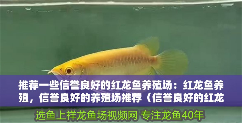 推薦一些信譽良好的紅龍魚養殖場：紅龍魚養殖，信譽良好的養殖場推薦（信譽良好的紅龍魚養殖場）