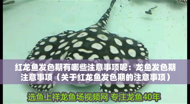 紅龍魚發(fā)色期有哪些注意事項(xiàng)呢：龍魚發(fā)色期注意事項(xiàng)（關(guān)于紅龍魚發(fā)色期的注意事項(xiàng)）