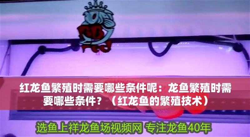 紅龍魚繁殖時(shí)需要哪些條件呢：龍魚繁殖時(shí)需要哪些條件？（紅龍魚的繁殖技術(shù)）