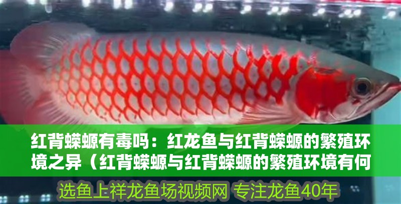 紅背蠑螈有毒嗎：紅龍魚與紅背蠑螈的繁殖環境之異（紅背蠑螈與紅背蠑螈的繁殖環境有何不同）