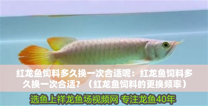 紅龍魚飼料多久換一次合適呢：紅龍魚飼料多久換一次合適？（紅龍魚飼料的更換頻率）
