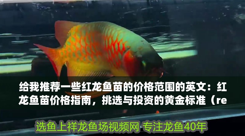 給我推薦一些紅龍魚苗的價格范圍的英文：紅龍魚苗價格指南，挑選與投資的黃金標準（reddragonfrypriceguide） 給我推薦一些紅龍魚苗的價格范圍的英文：紅龍魚苗價格指南，挑選與投資的黃金標準（reddragonfrypriceguide） 水族問答