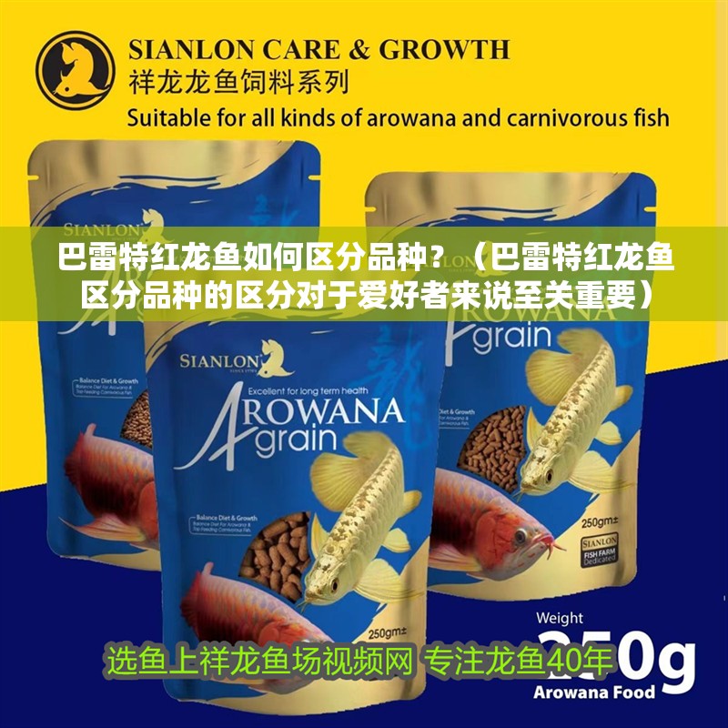 巴雷特紅龍魚如何區分品種？（巴雷特紅龍魚區分品種的區分對于愛好者來說至關重要）