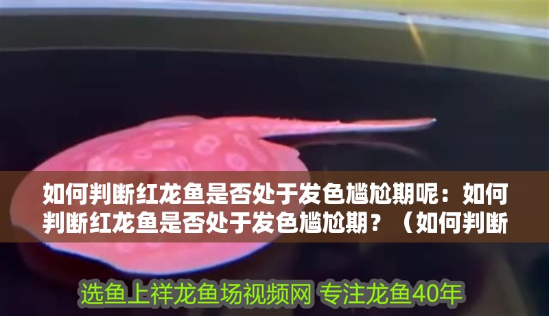 如何判斷紅龍魚是否處于發(fā)色尷尬期呢：如何判斷紅龍魚是否處于發(fā)色尷尬期？（如何判斷紅龍魚是否處于發(fā)色尷尬期）